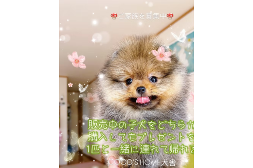 成約済の岐阜県のポメラニアン-372955の1枚目